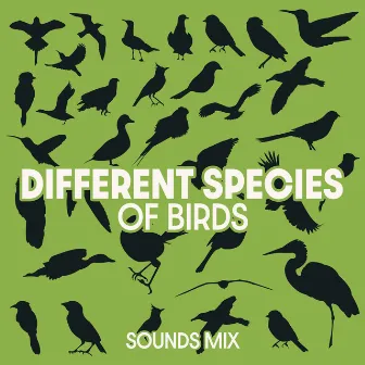 Different Species of Birds Sounds Mix by Mothers Nature Music Academy