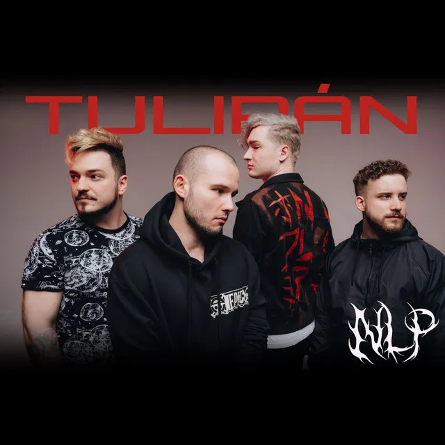 Tulipán