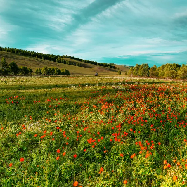 Overgrown Meadows