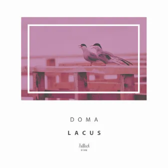 Lacus by DOMA