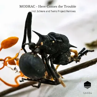 Here Comes the Trouble by MODRAC