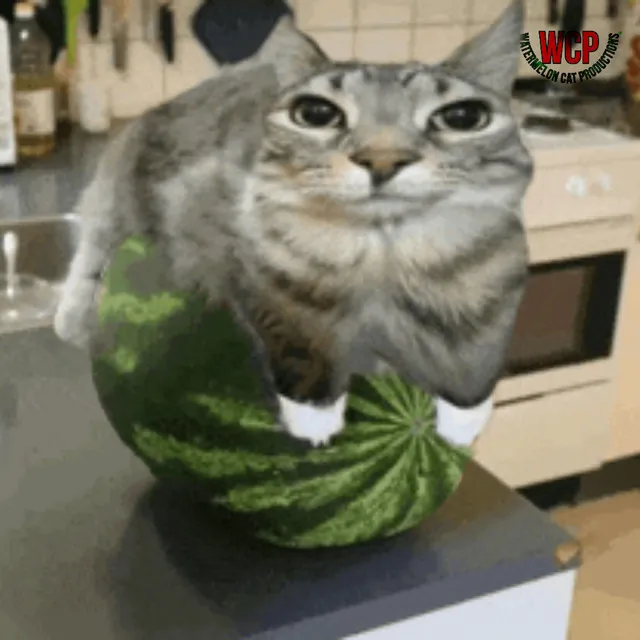 The Adventures Of Watermelon Cat