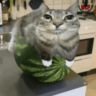 The Adventures Of Watermelon Cat by alien.in.disguise