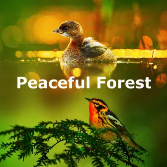 Peaceful Forest by Calm Singing Birds Zone