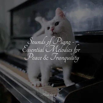 Sounds of Piano - Essential Melodies for Peace & Tranquility by Unknown Artist