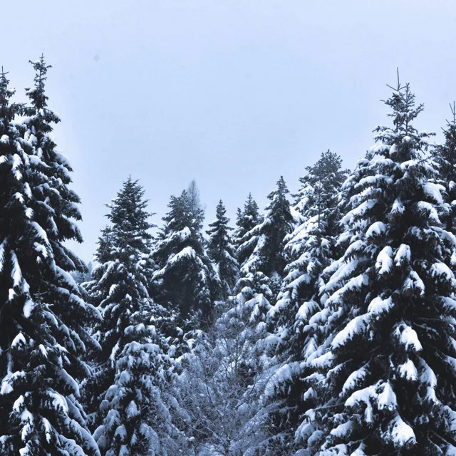 Snowy Pines