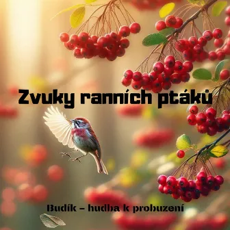 Zvuky ranních ptáků: Budík – hudba k probuzení by Zvuk Přírody