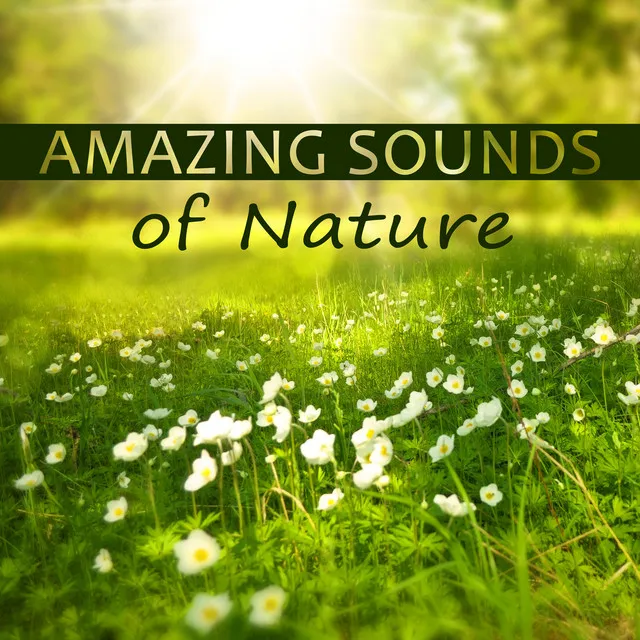 Amazing Sounds of Nature – Soft Music for Healing, Music Background for Relax, Deep Sounds for Meditation, Ocean Waves Sounds, Calm Music for Relaxation