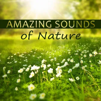 Amazing Sounds of Nature – Soft Music for Healing, Music Background for Relax, Deep Sounds for Meditation, Ocean Waves Sounds, Calm Music for Relaxation by Lovely Nature Music Zone