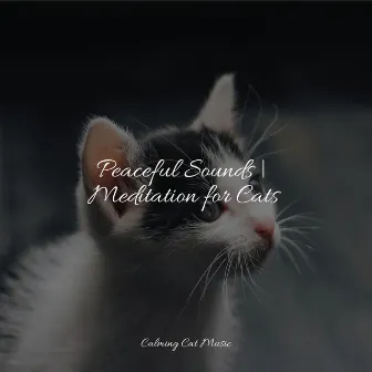 Peaceful Sounds | Meditation for Cats by Relaxmycat