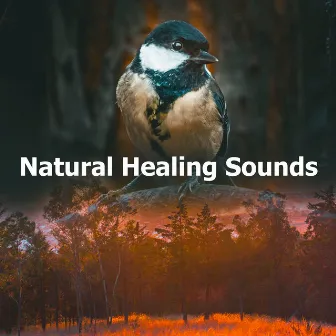 Natural Healing Sounds by Night Sounds