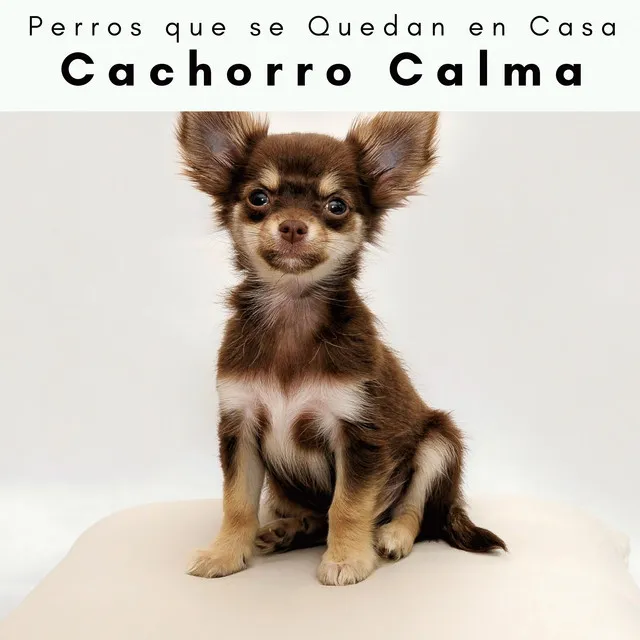 4 Patas: Cachorro Calma