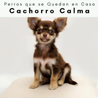 4 Patas: Cachorro Calma by Perros que se Quedan en Casa