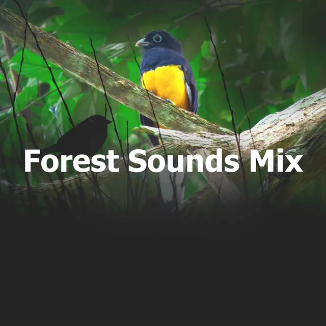 Forest Sounds Mix