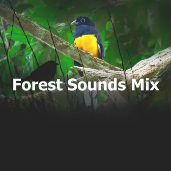 Forest Sounds Mix by Forest Sounds FX