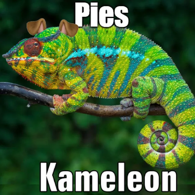 Pies Kameleon