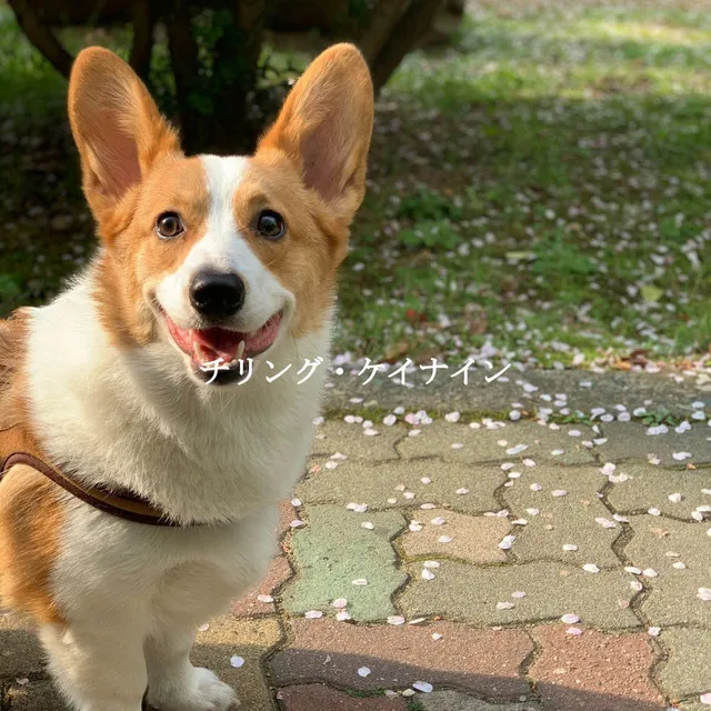 チリング・ケイナイン