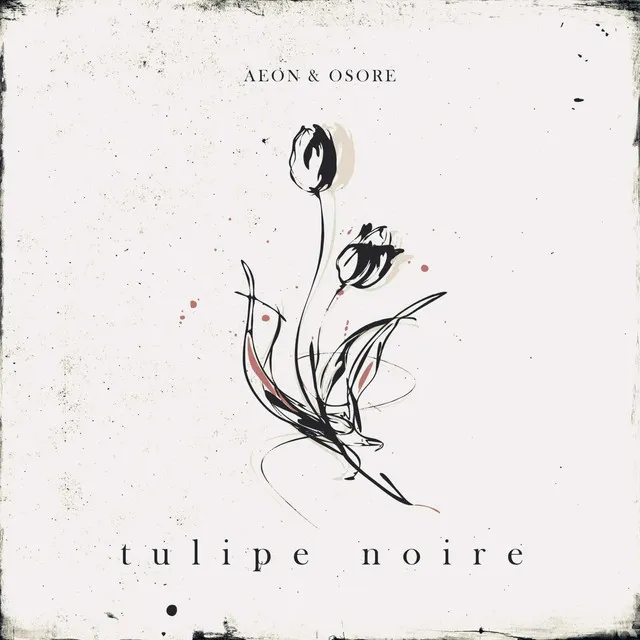 Tulipe Noire