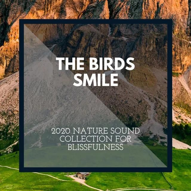 Blissful Birds Noise