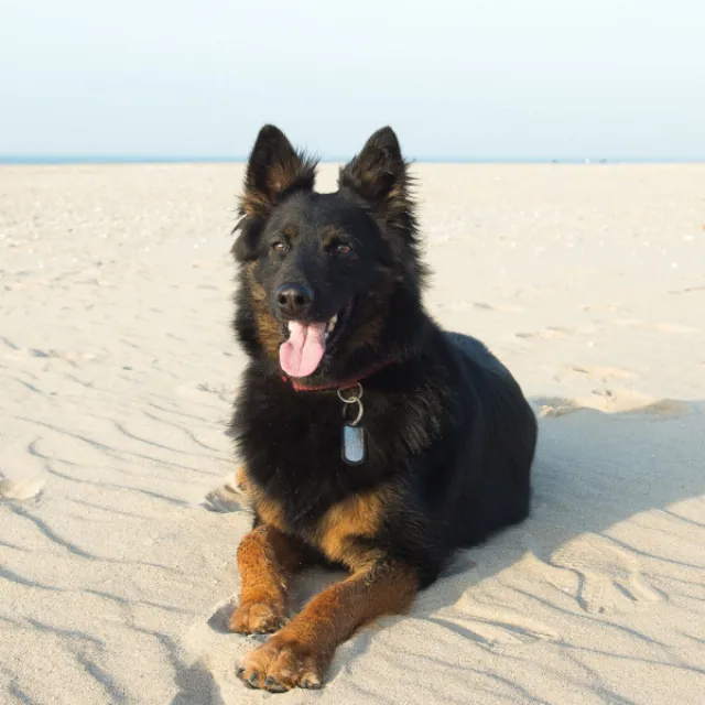 Entertaining Ambience for Calming Your Puppy