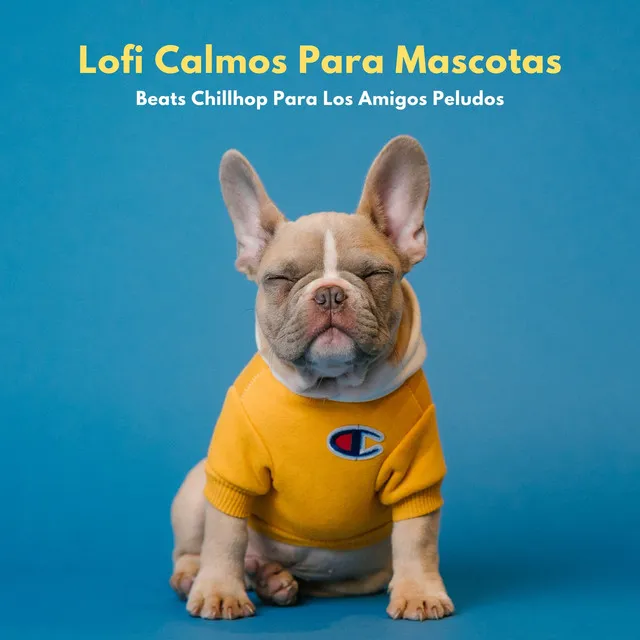 Lofi Calmos Para Mascotas: Beats Chillhop Para Los Amigos Peludos