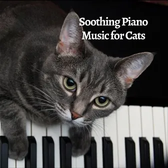 Soothing Piano Music for Cats by Piano Cat