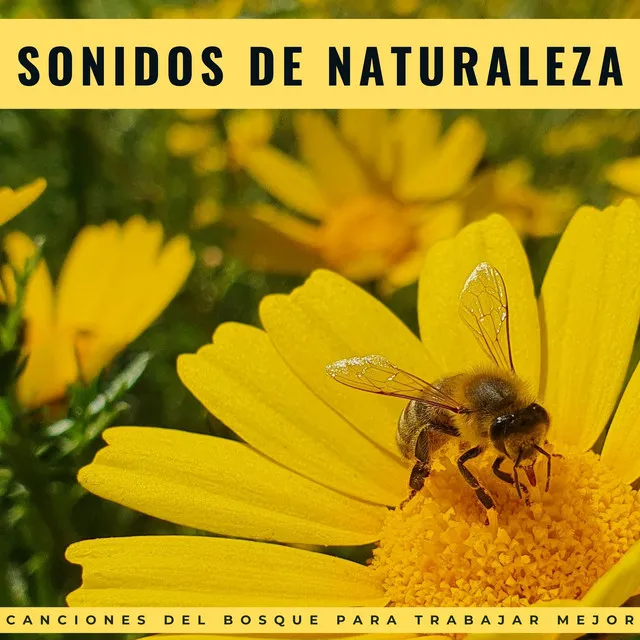 Sonidos De Naturaleza: Canciones Del Bosque Para Trabajar Mejor