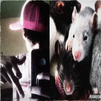 Mid Rat by Rolo Boy