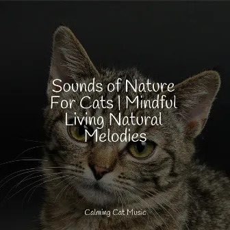 Sounds of Nature For Cats | Mindful Living Natural Melodies by Jazz Music Therapy for Cats