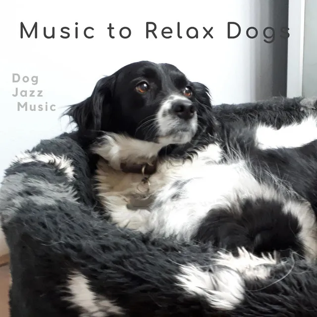 Music-to-Relax-Dogs