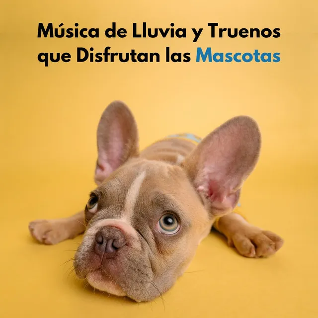 Música De Lluvia Y Truenos Que Disfrutan Las Mascotas