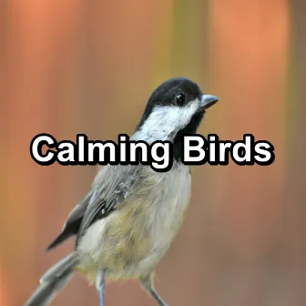 Calming Birds by Nature Bird Sounds