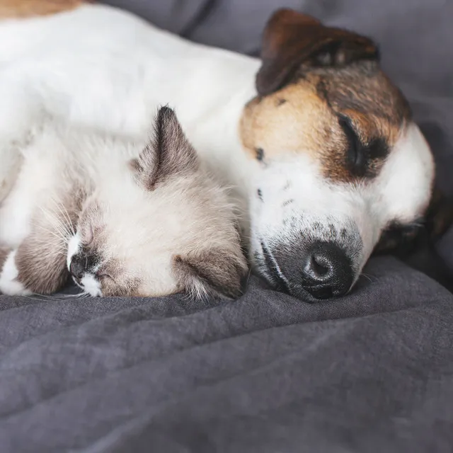 Jazz Pet Dreams: Furry Companions Bonding in the Coffee Shop