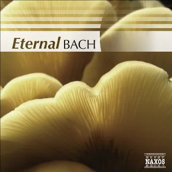 Bach (Eternal) by Matyas Antal