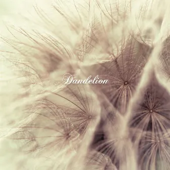 Dandelion by Jan Weigel