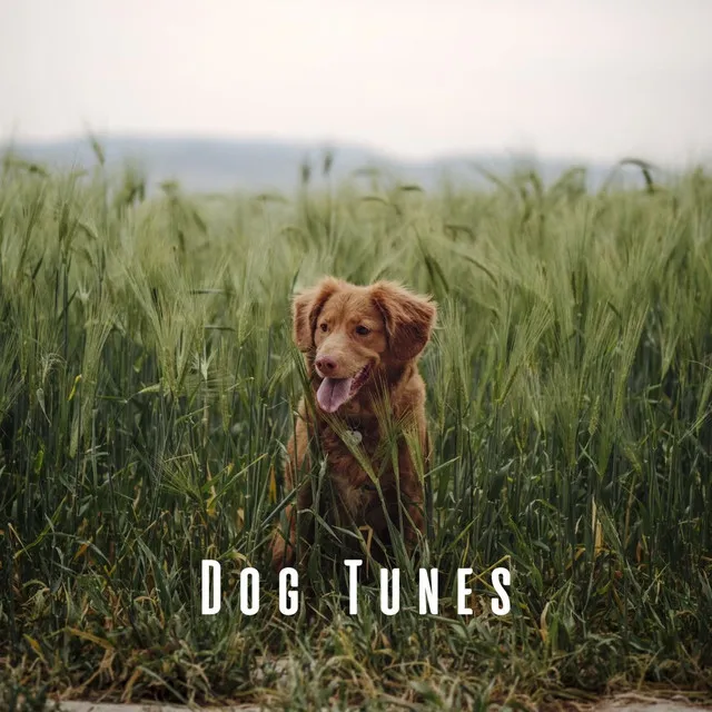 Dog Tunes: Chill Music for Cozy Naps