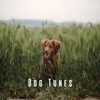 Dog Tunes: Chill Music for Cozy Naps by Klode Chill