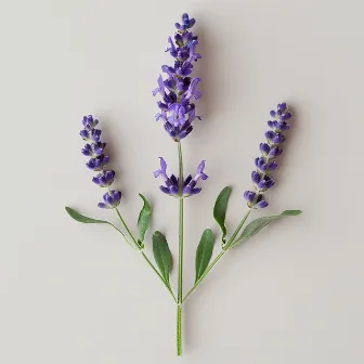 Lavender by Language of Lyrics