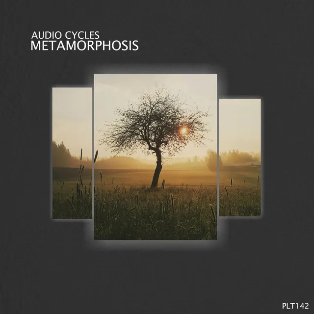 Metamorphosis - Stream Edition