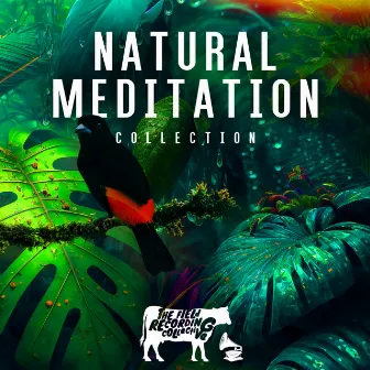 Natural Meditation Collection by The Field Recording Collective