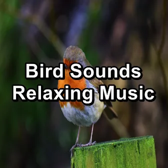 Bird Sounds Relaxing Music by Bird Sounds 2016