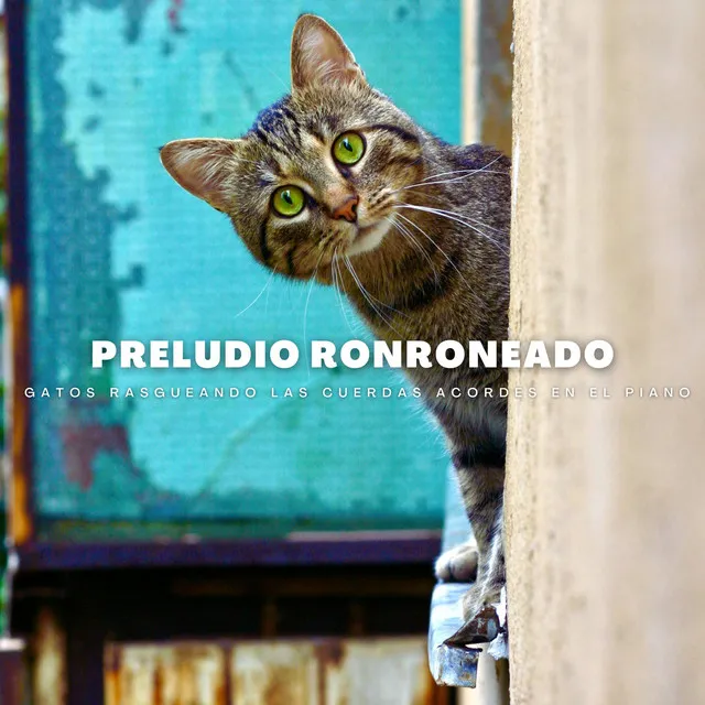 Preludio Ronroneado: Gatos Rasgueando Las Cuerdas Acordes En El Piano