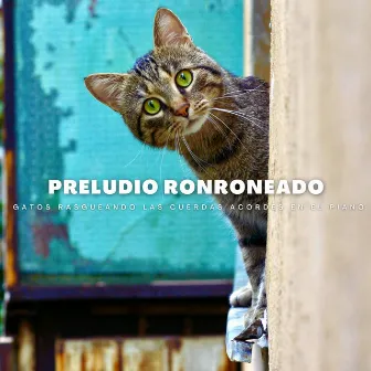 Preludio Ronroneado: Gatos Rasgueando Las Cuerdas Acordes En El Piano by 