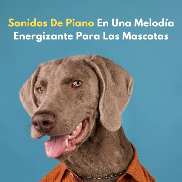 Rapsodia De Piano Para Mascotas Alegres