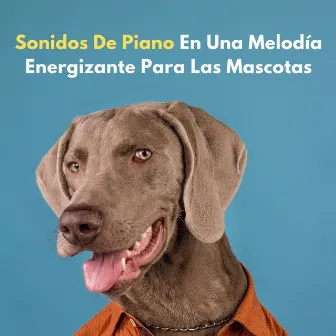 Sonidos De Piano En Una Melodía Energizante Para Las Mascotas by Música para piano