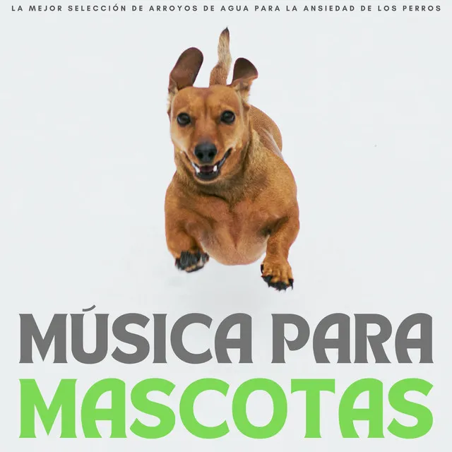 Musica Para Mascotas: La Mejor Selección De Arroyos De Agua Para La Ansiedad De Los Perros