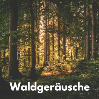 Waldgeräusche by Regen Vögel