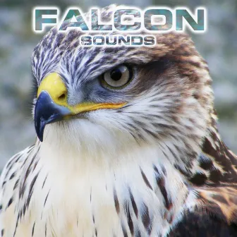 Falcon Sounds by Animals Sounds