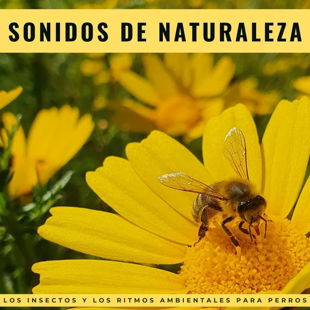 Orquesta de las Naturalezas