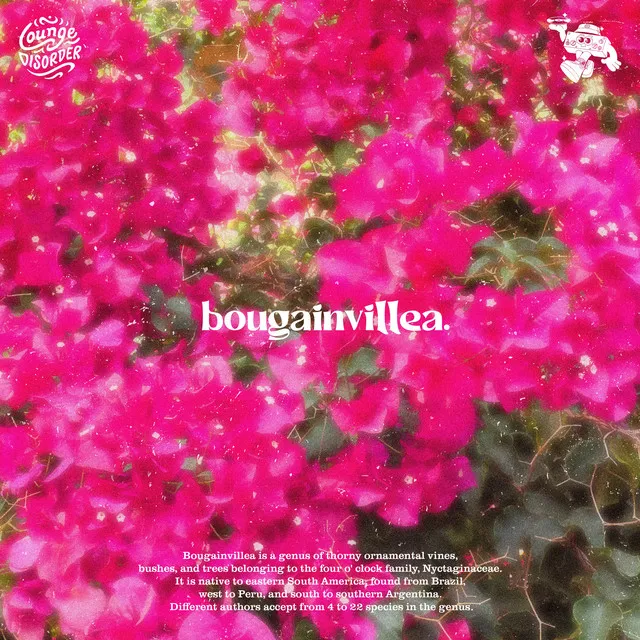 Bougainvillea.